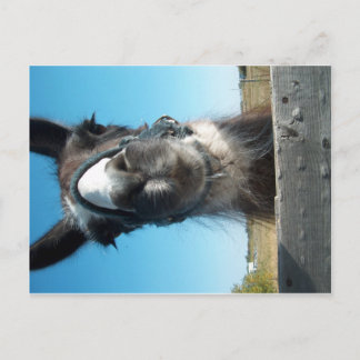 Carte Postale Drama Llama