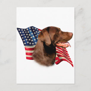 Carte Postale Drapeau américain de récupération de chocolat Labr