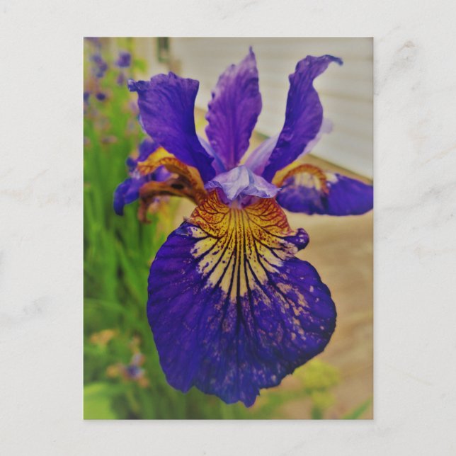 Carte Postale Drapeau bleu Iris Fleur de Lys France Canada Québe (Devant)