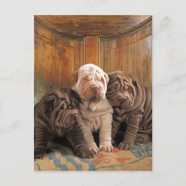 Carte Postale Dreamers Cute Shar Pei (Devant)