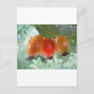 Carte Postale Drei orange Hagebutten