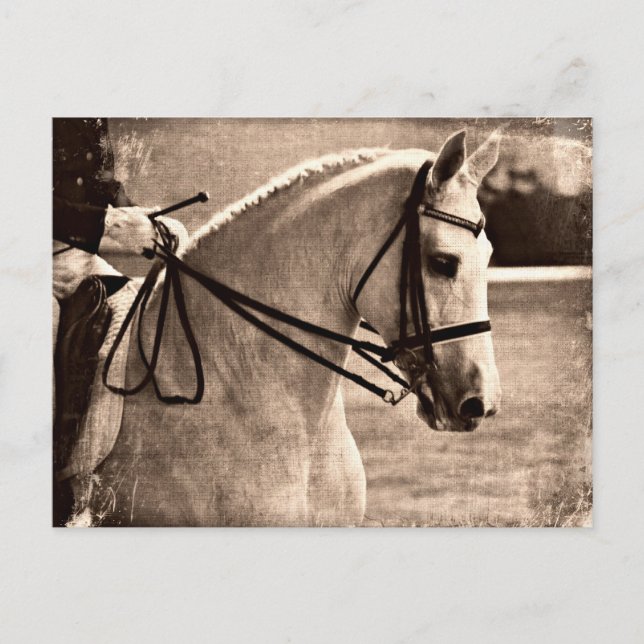 Carte Postale Dressage Grunge (Devant)