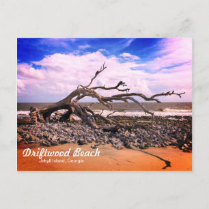 Carte postale Driftwood Beach Jekyll Island Georgi