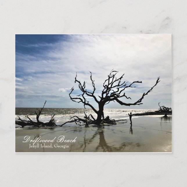 Carte Postale Driftwood Beach Jekyll Island Géorgie (Devant)