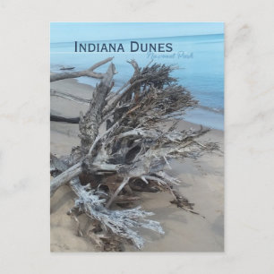 Carte Postale Driftwood Indiana Dunes National Park Magnet