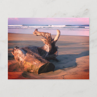 Carte Postale Driftwood Log Costa Rica Beach Photo Postcard