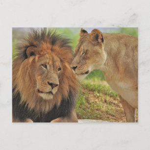 Carte Postale droit 