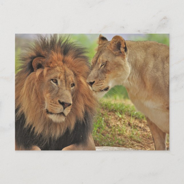 Carte Postale droit  (Devant)