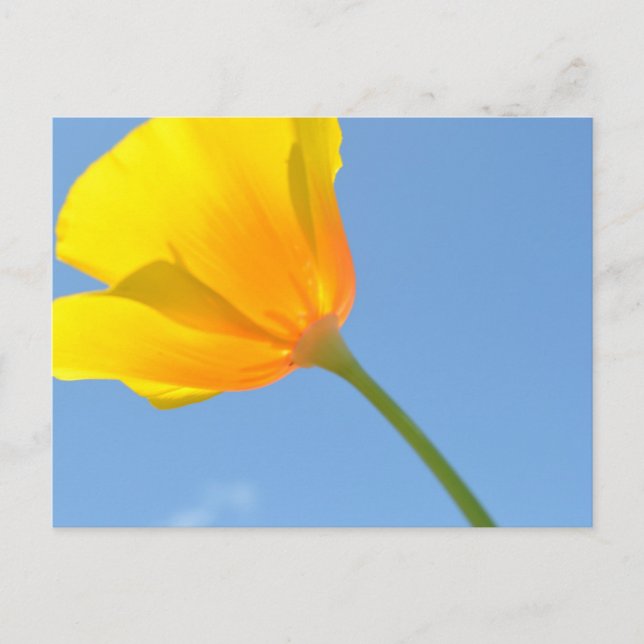 Carte Postale Droit d'attraction (Devant)