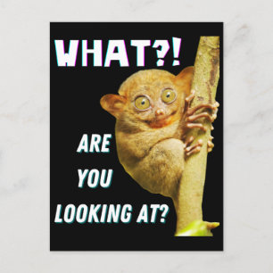 Carte Postale Drôle Big Eyed Tarsier Ce que vous regardez