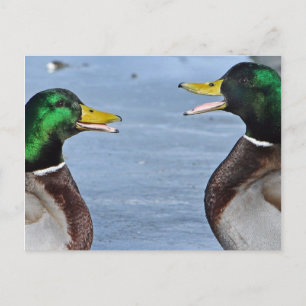 Carte Postale Drôle Canards