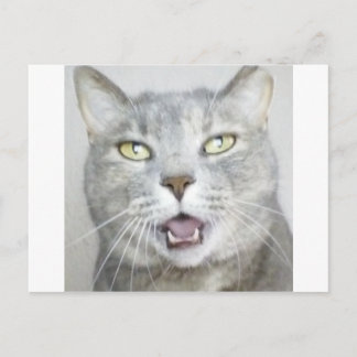 Carte Postale drôle chat gris moelleux hilarant bouche ouverte m