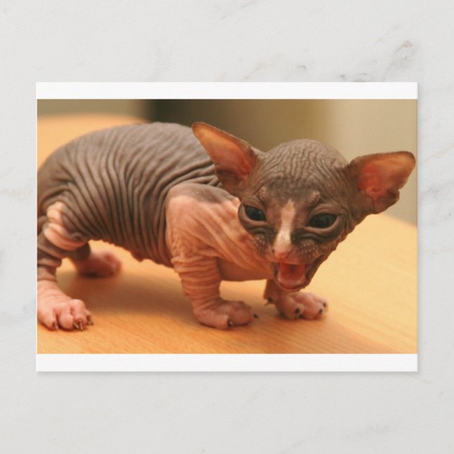 Carte Postale Drôle chaton sphynx (Devant)