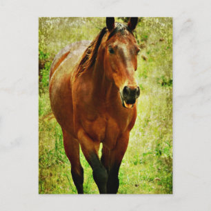 Carte Postale Drôle Cheval