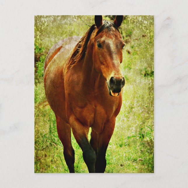 Carte Postale Drôle Cheval (Devant)