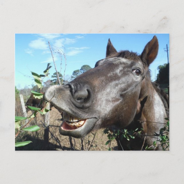 Carte Postale Drôle Cheval brun visage (Devant)
