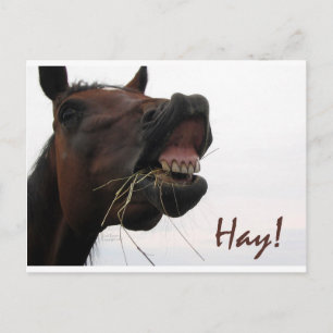 Carte Postale Drôle Cheval : Hay !