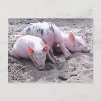 Carte postale drôle de porc