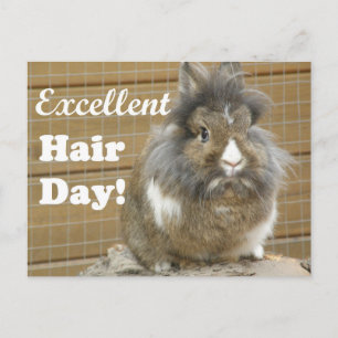 Carte Postale Drôle "Excellent Hair Day" pour lapin.