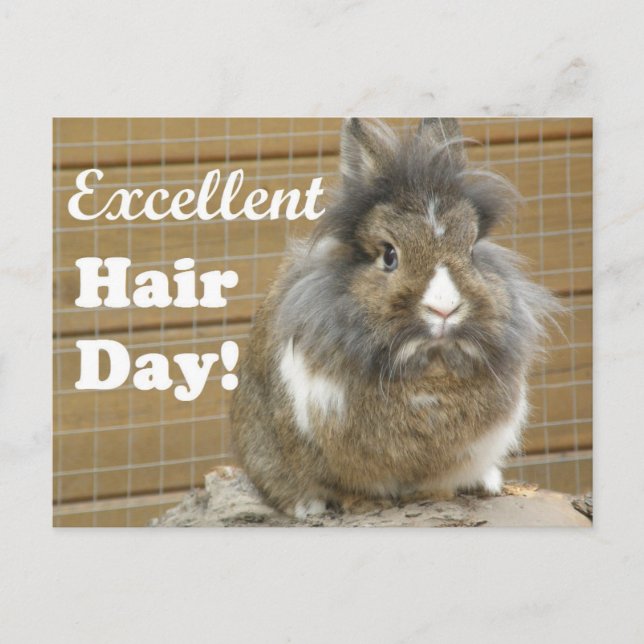Carte Postale Drôle "Excellent Hair Day" pour lapin. (Devant)
