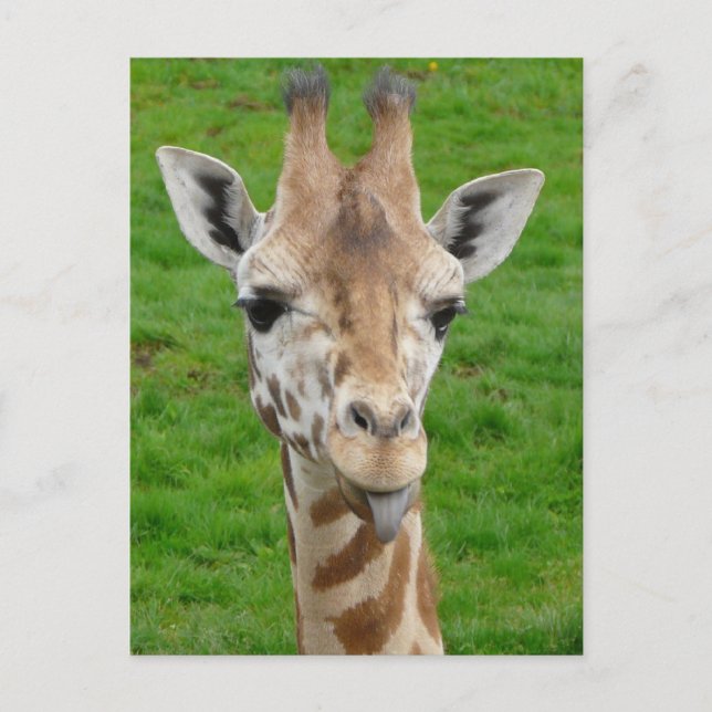 Carte Postale Drôle Giraffe Sticking Out Tongue! (Devant)
