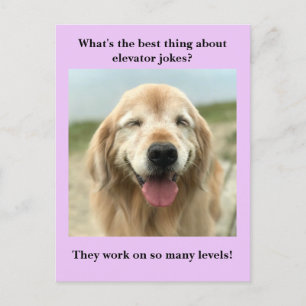 Carte Postale Drôle Golden Retriever Chien Ascenseur plaisanter