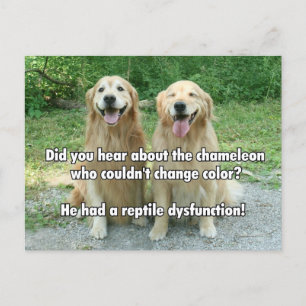 Carte Postale Drôle Golden Retriever Retriever Dysfonction Joke
