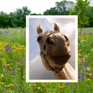 Carte Postale Drôle Horse Closeup, Cheval Hello