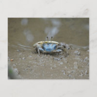 Drôle mignon Crabe Fiddler Bleu sur Plats de Boue 