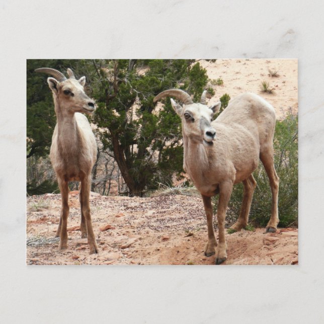 Carte Postale Drôle Mouton de Bighorn dans le parc national Zion (Devant)