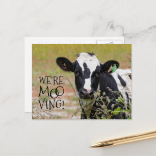 Carte Postale Drôle "Nous sommes en train de bouger !" Vache Fai