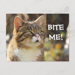 Carte Postale Drôle Sassy Chat avec Attitude Bite Me