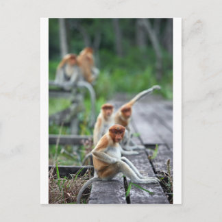 Carte Postale Drôle singes Proboscis