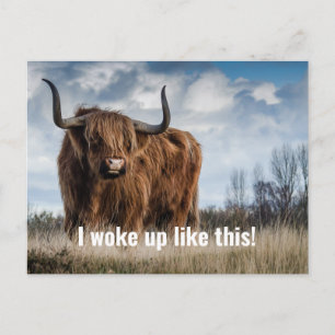 Carte Postale Drôle Vache Highland Photo Je Me Suis Réveillé Com