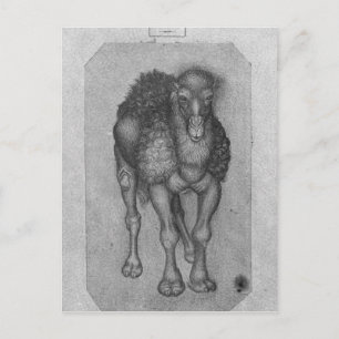Carte Postale Dromedary, de l'Album Vallardi