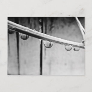 Carte Postale Droplets on Vine Postcard