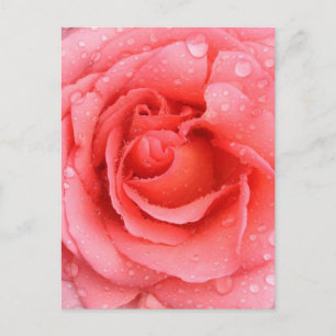 Carte Postale Drops d'eau rose romantique