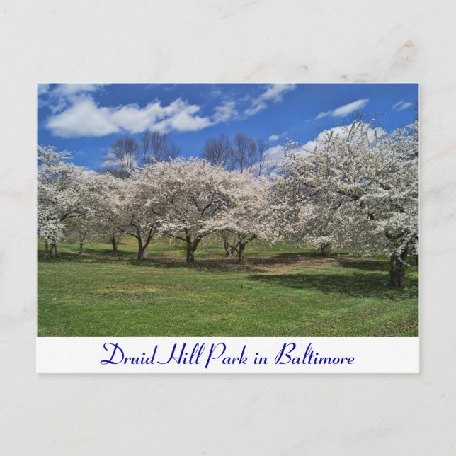 Carte Postale Druid Hill Park au printemps (Devant)