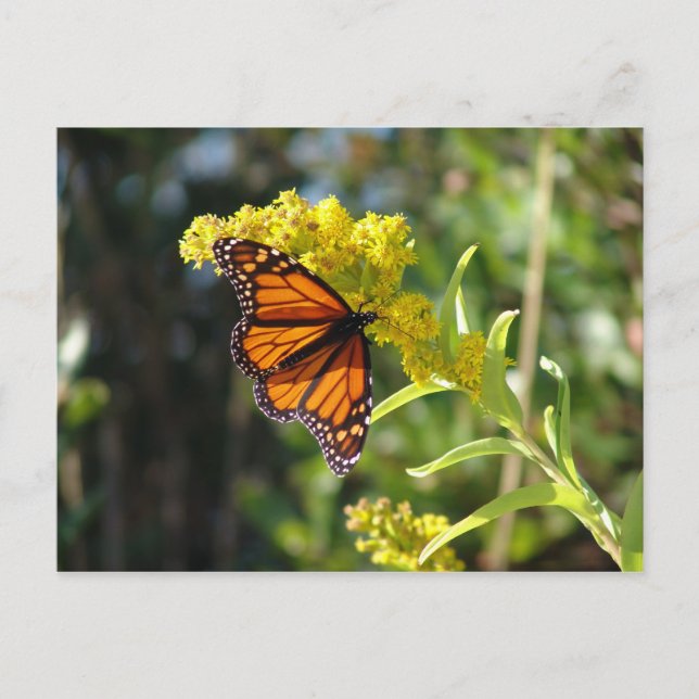 CARTE POSTALE DSC05261 (Devant)