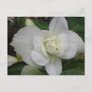 Carte postale du beau oeillet blanc