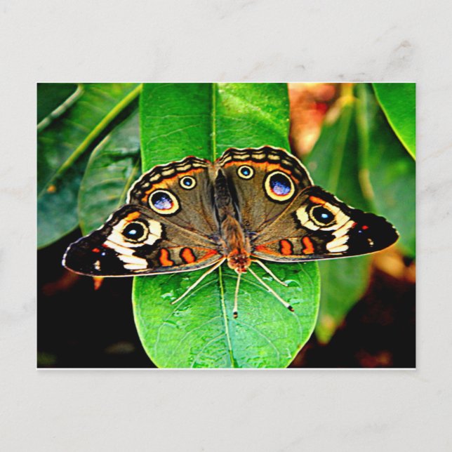 Carte postale du beau papillon (Devant)