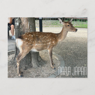 Carte postale du cerf de Nara Japon