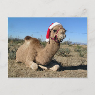 Carte postale du chameau de Noël
