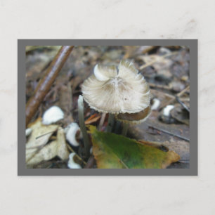 Carte postale du champignon Duo Frill