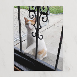 Carte postale du chat qui veut vraiment entrer