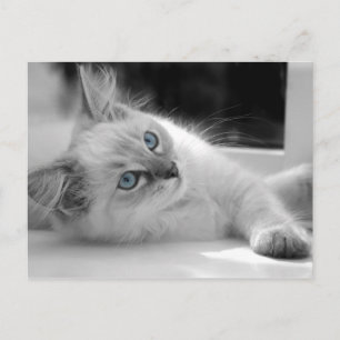 Carte postale du chaton Ragdoll
