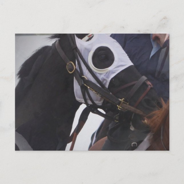 Carte postale du cheval de course (Devant)