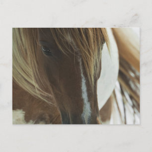 Carte postale du Cheval sauvage Mustang