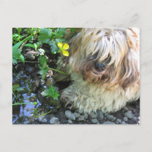 Carte postale du chien d'eau douce