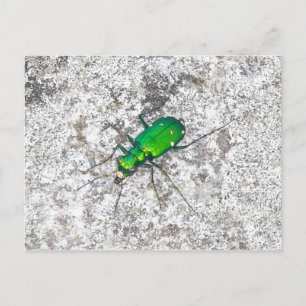 Carte postale du dendroctone du tigre vert